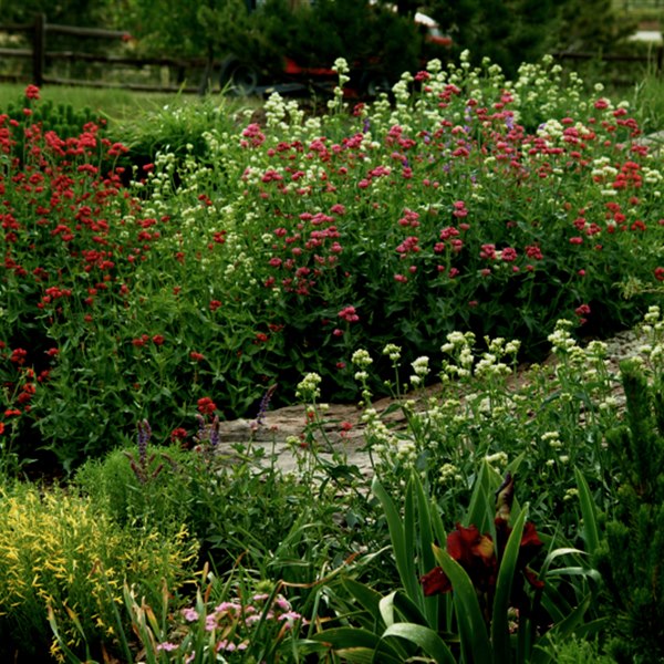 Residential landscape
